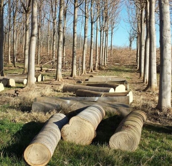 Le Paulownia, arbre du futur et atout pour la permaculture