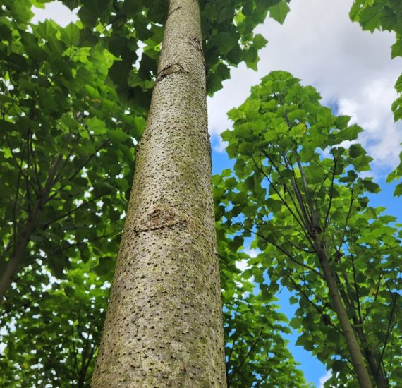 Des hybrides brevetés à haut rendement en bois