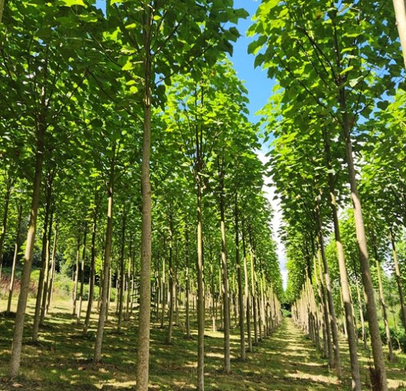 ArbrePaulownia - WeGrow France
