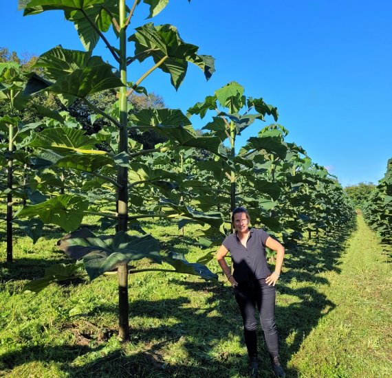 Arbre Paulownia - Bois de Paulownia en France - une solution durable et  rentable