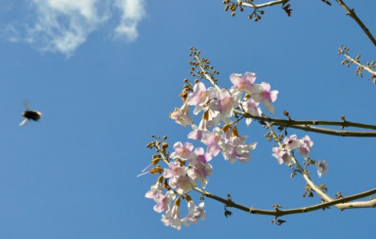 Paulownia : un atout controversé pour l'environnement - Jardin au Naturel