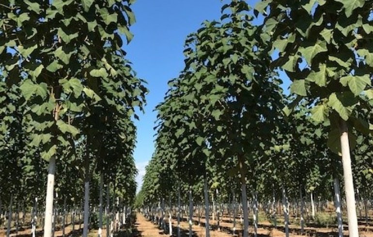 Exploitant arbre paulownia