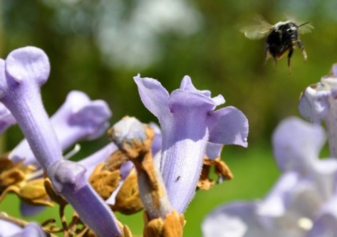 Ils plantent des Paulownia, un arbre aux supers pouvoirs qui pousse en 3  ans et absorbe 10 fois plus de CO2 - NeozOne