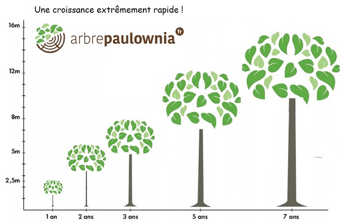 Arbre Paulownia  Une vitesse de croissance exceptionnelle